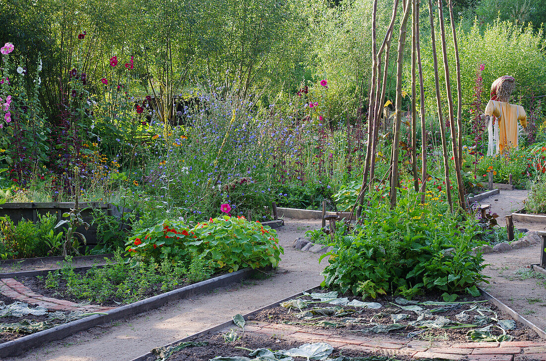 A farm garden in summer with flower beds and cabbage leaves on harvested areas to slow down evaporation
