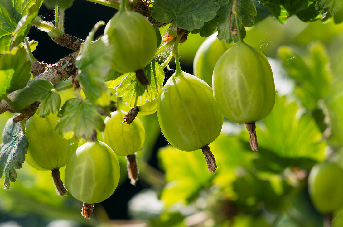 Grüne Stachelbeeren am Strauch