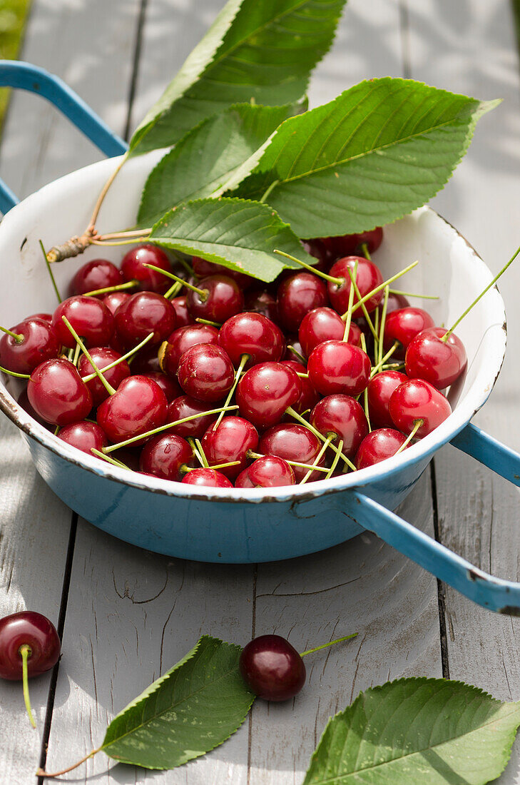 Freshly harvested sour cherries in an enamel colander