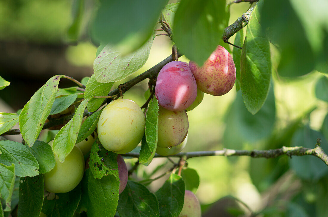 Plum (Prunus domestica) of the variety 'Queen Victoria' on a tree