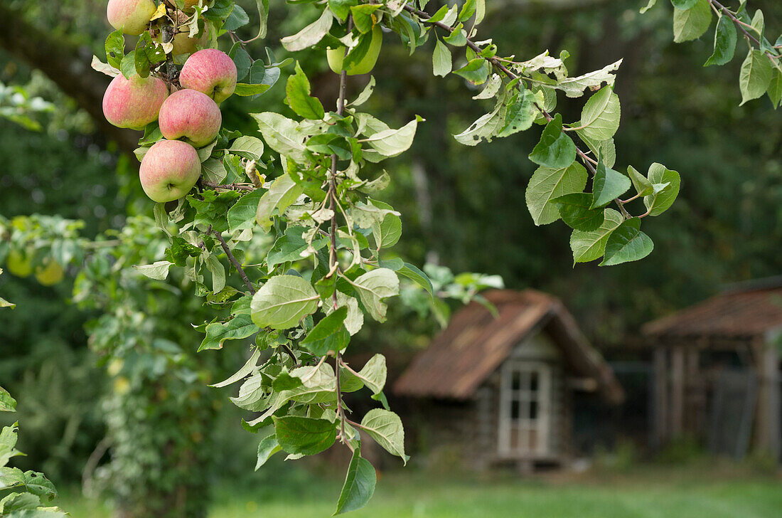 Apple 'Charlamowski' on a tree with garden house in the background