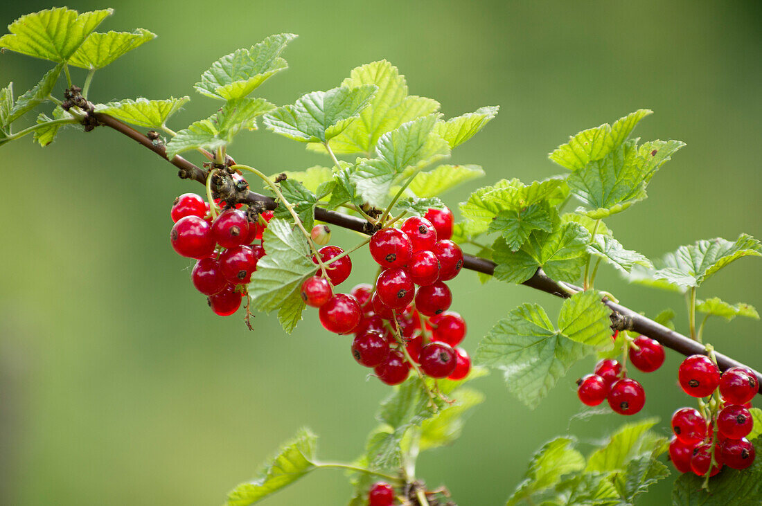 Redcurrants on the bush