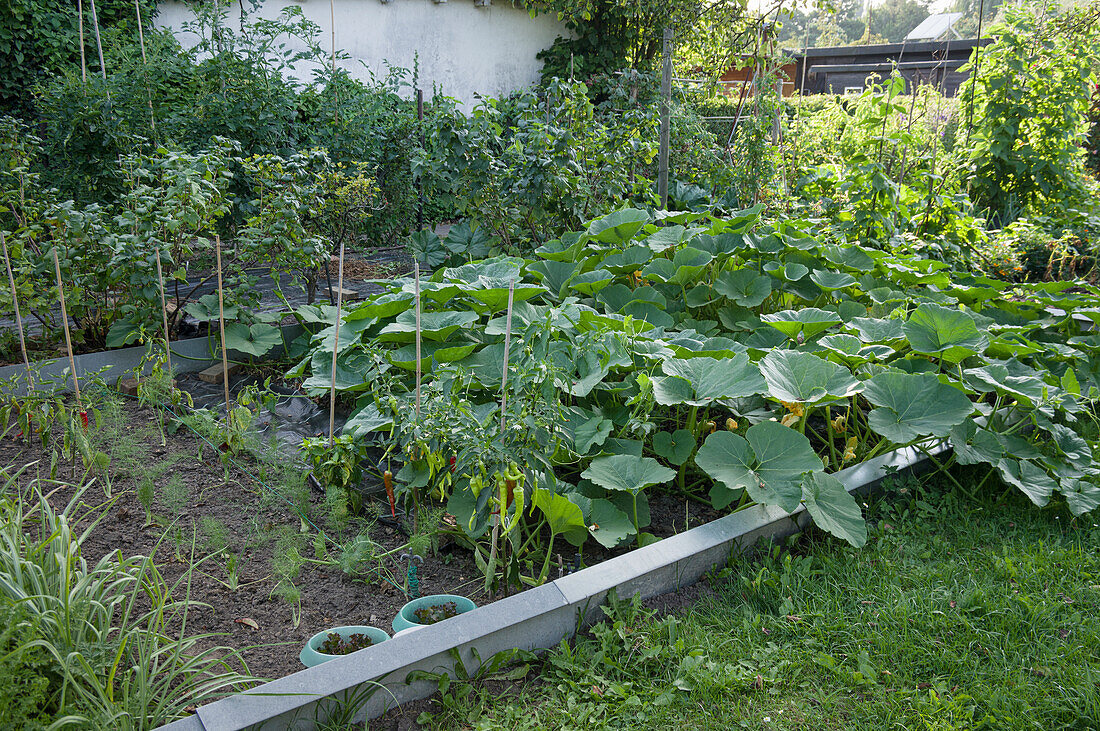 A vegetable patch in a garden with cucumber plants, chillies and onions