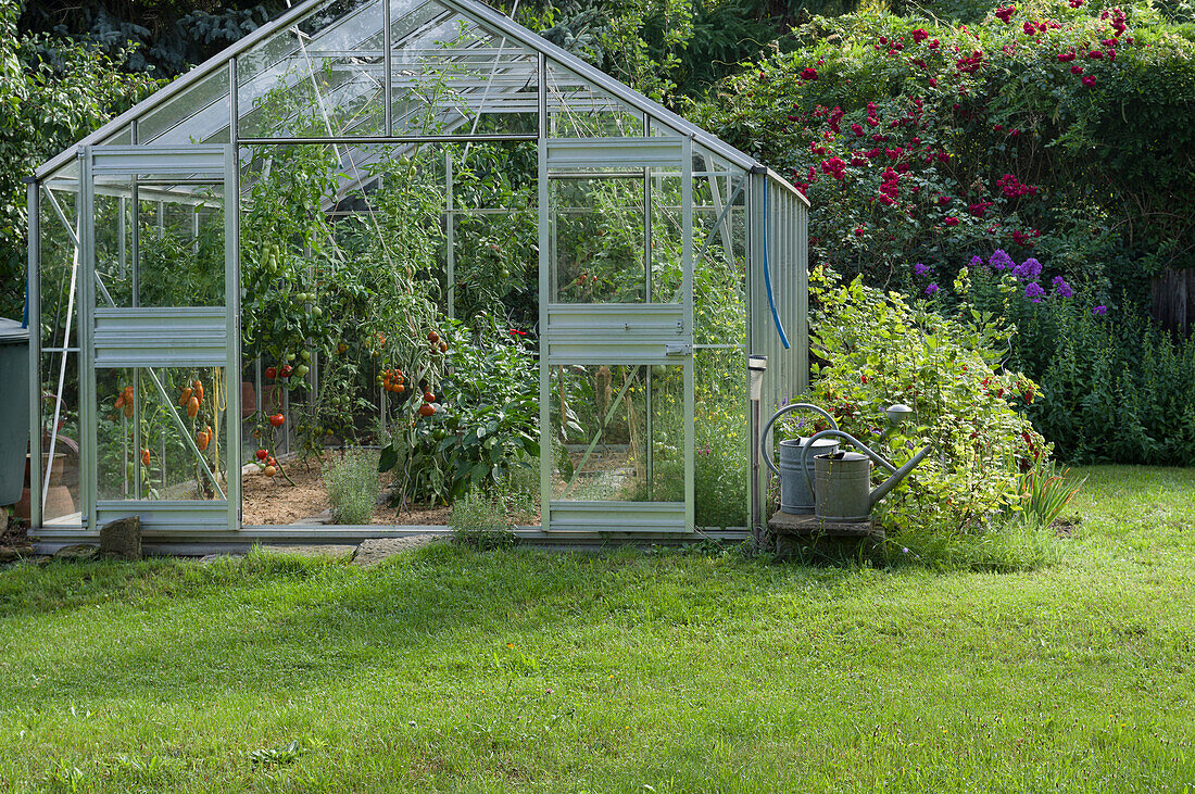 A greenhouse with tomatoes in a garden