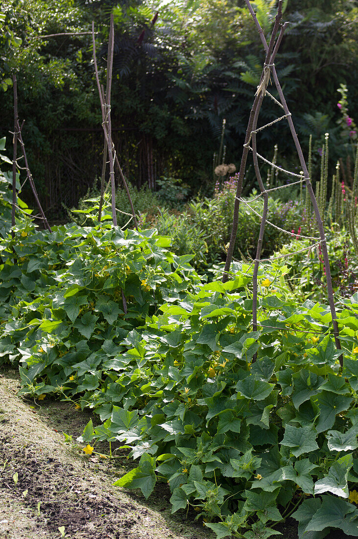 Cucumber plants on a climbing frame made of branches