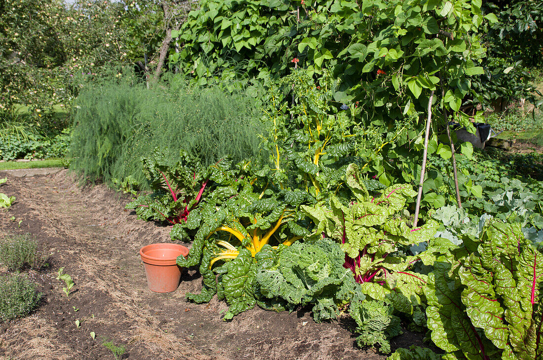Chard and flowering asparagus in a vegetable patch in summer