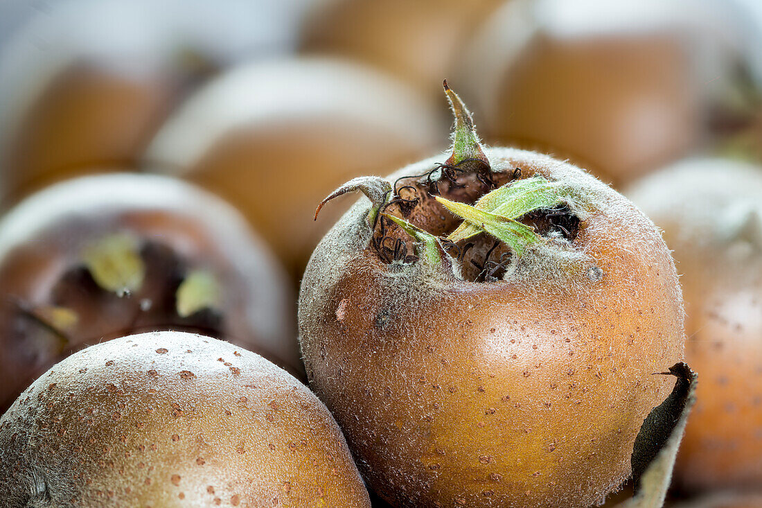 Medlars (Close Up)