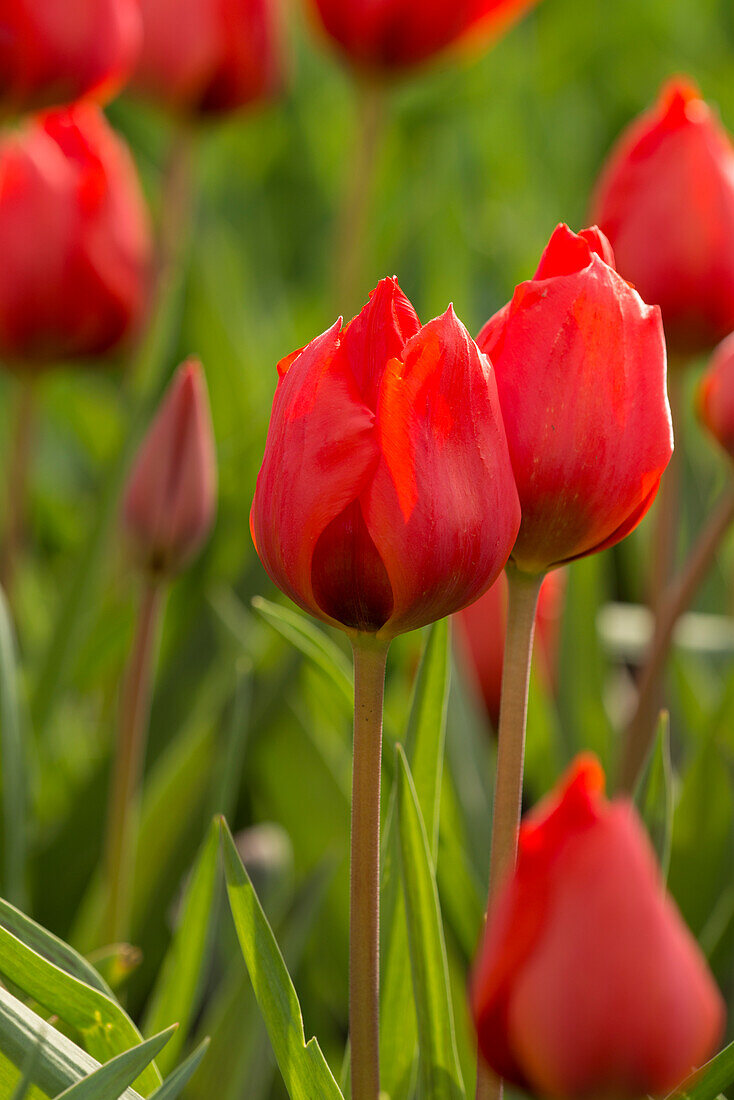 Tulipa Bernadette