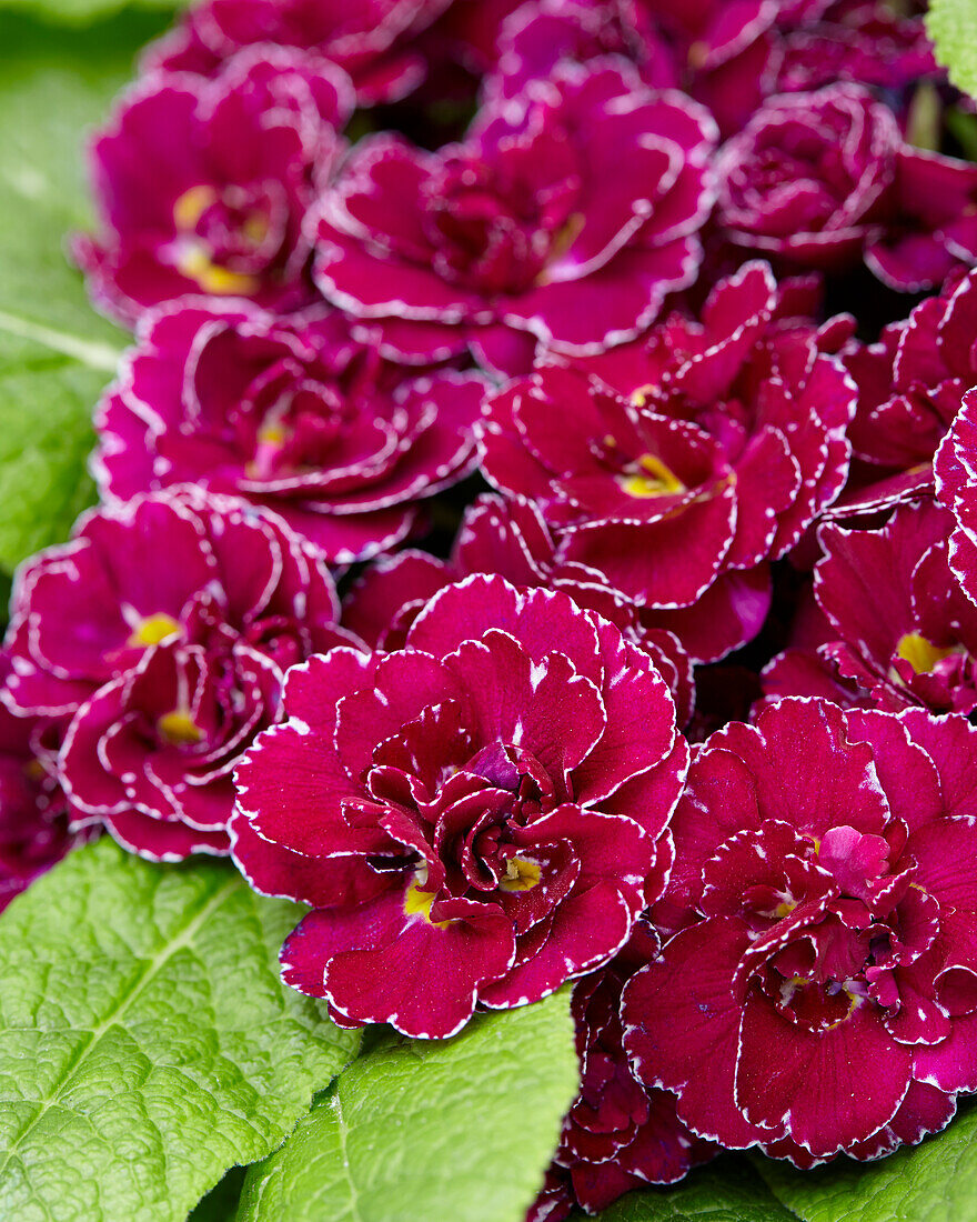 Primula Barnhaven Frou Frou