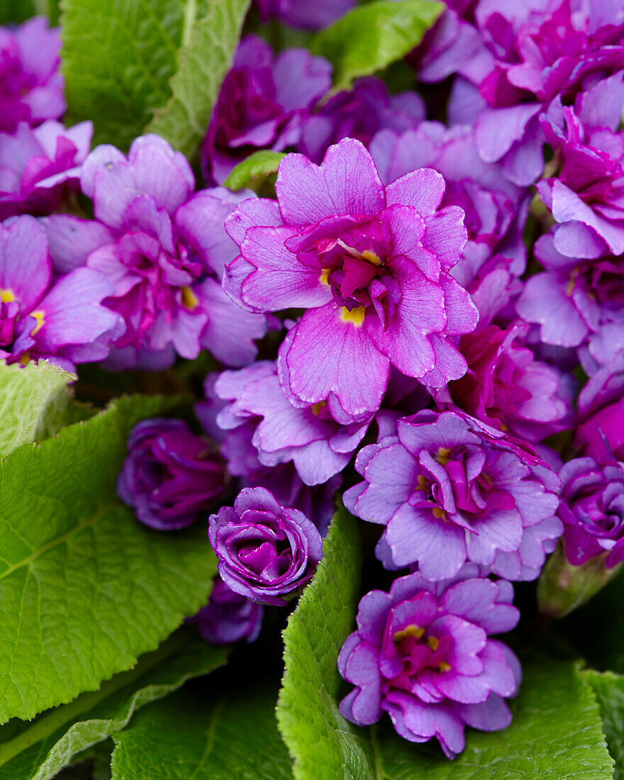 Primel (Primula) 'Barnhaven Purple Storm'