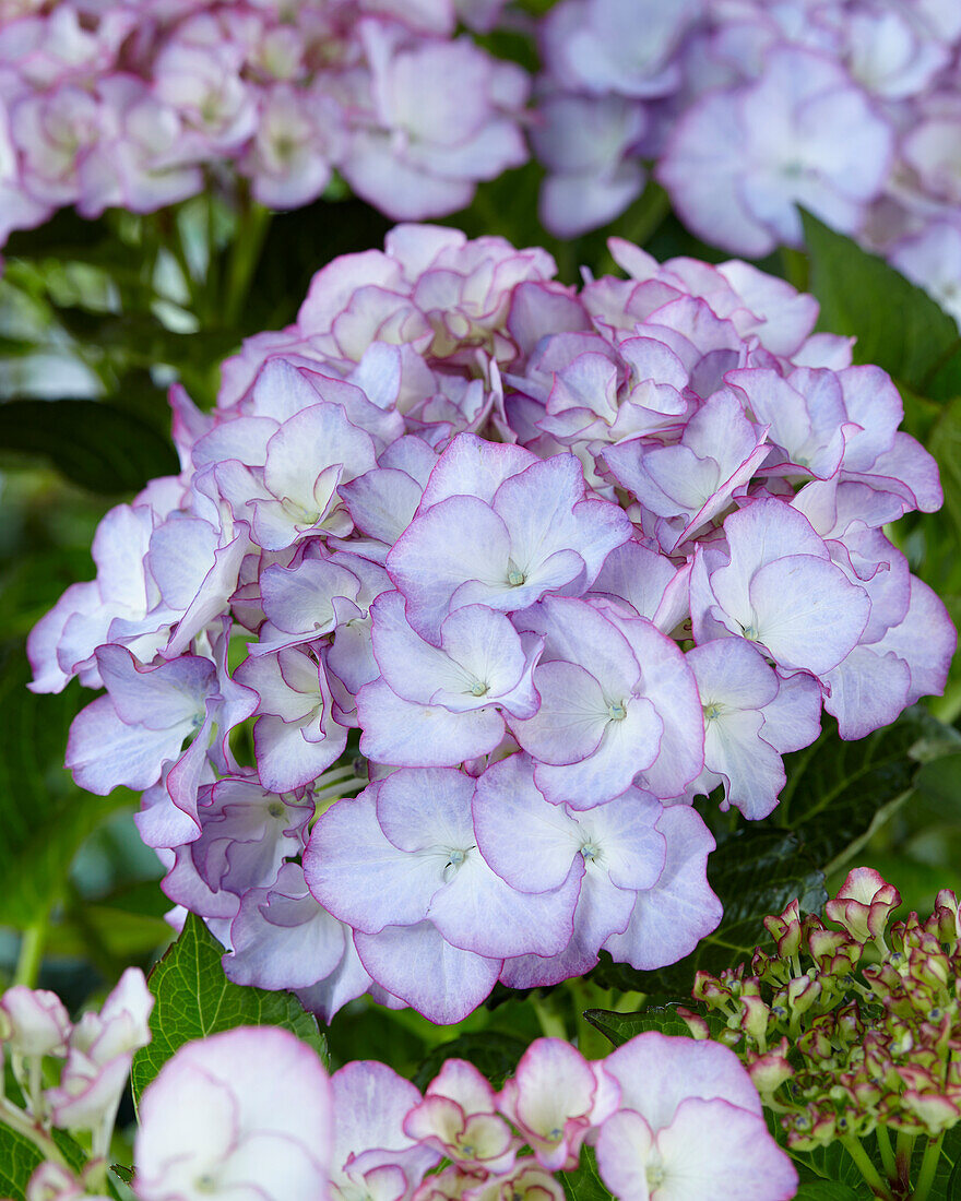 Hydrangea macrophylla Fancy Blue