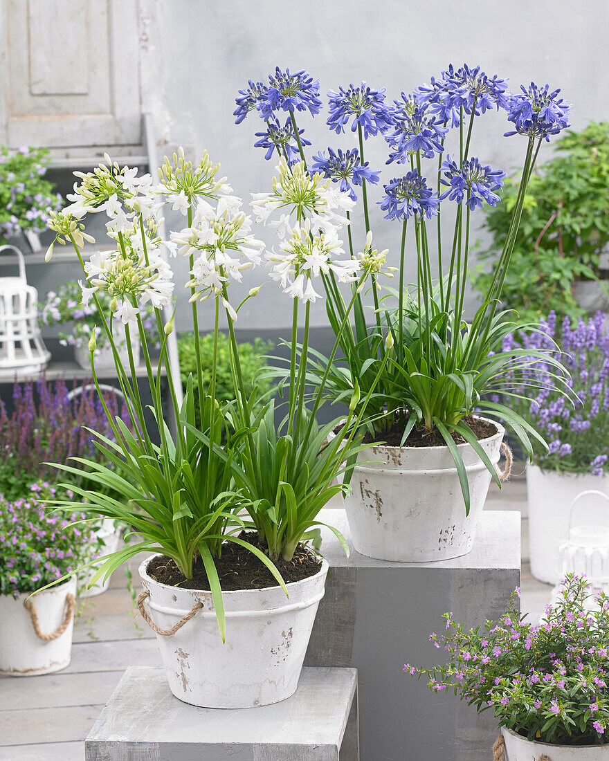 Agapanthus Ever Sapphire , Ever White