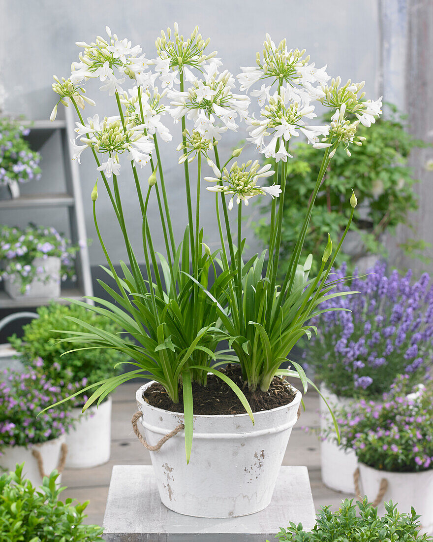 Agapanthus Ever White