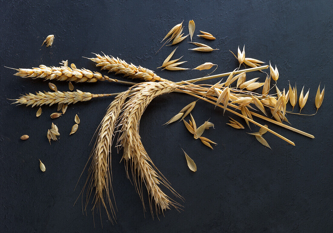 Ears of wheat in the field