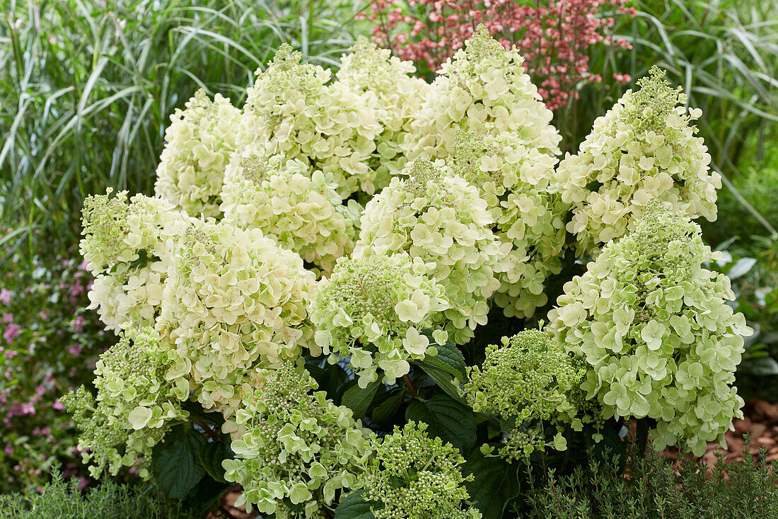 Rispenhortensie (Hydrangea paniculata) 'Bee Happy'