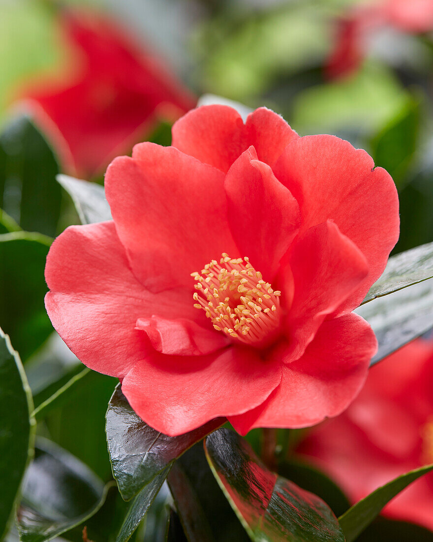 Camellia 1001 Summer Nights Jasmine