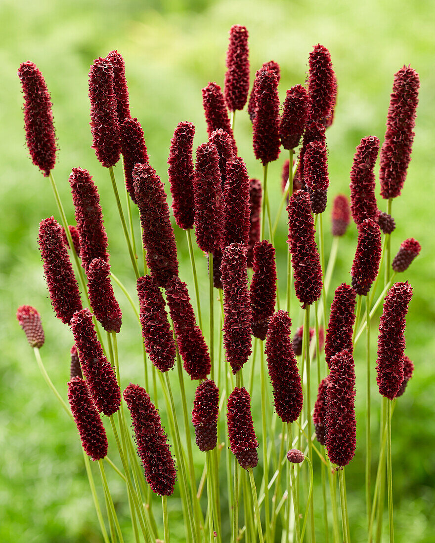 Sanguisorba Big Dream