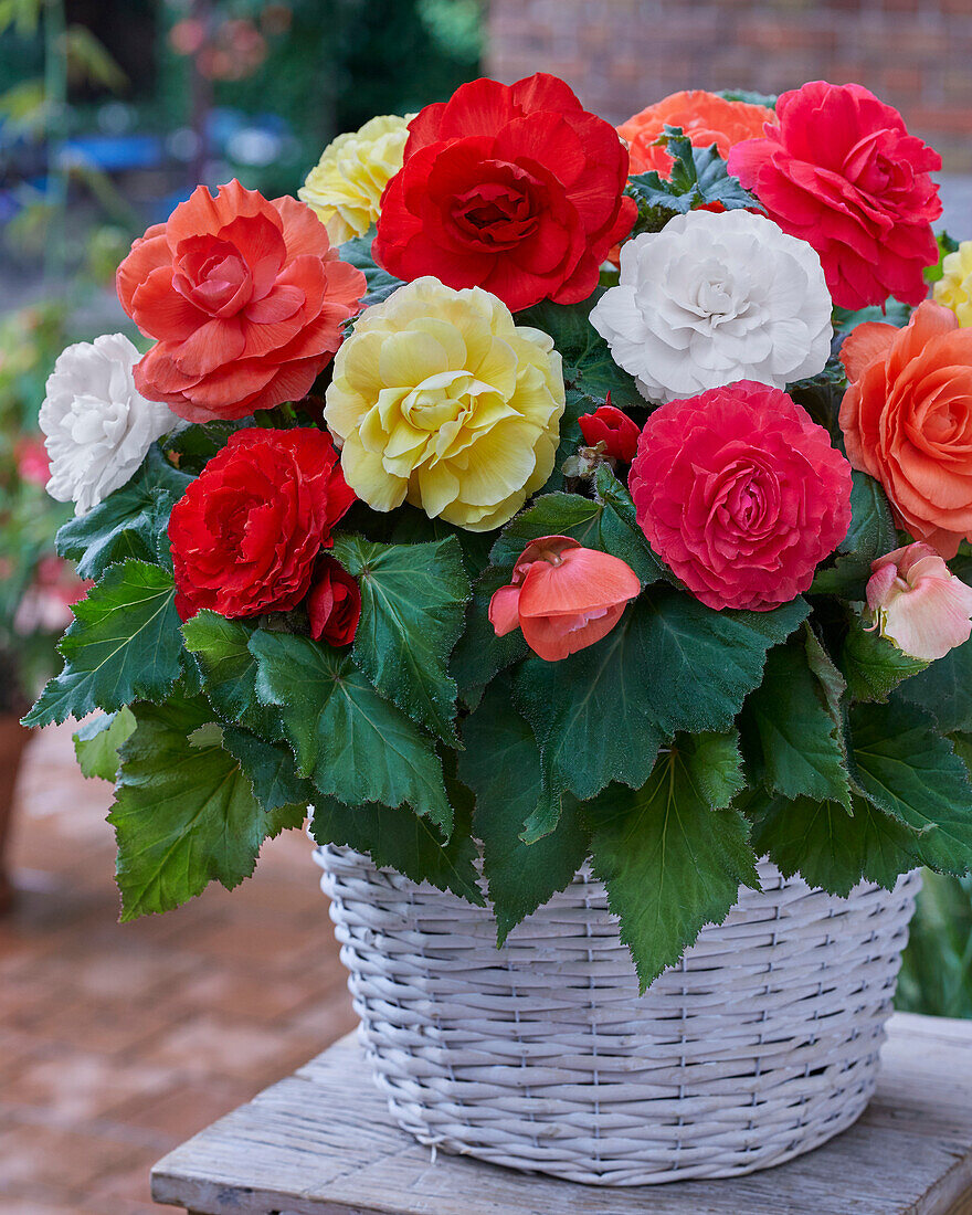 Begonia Superba Mix