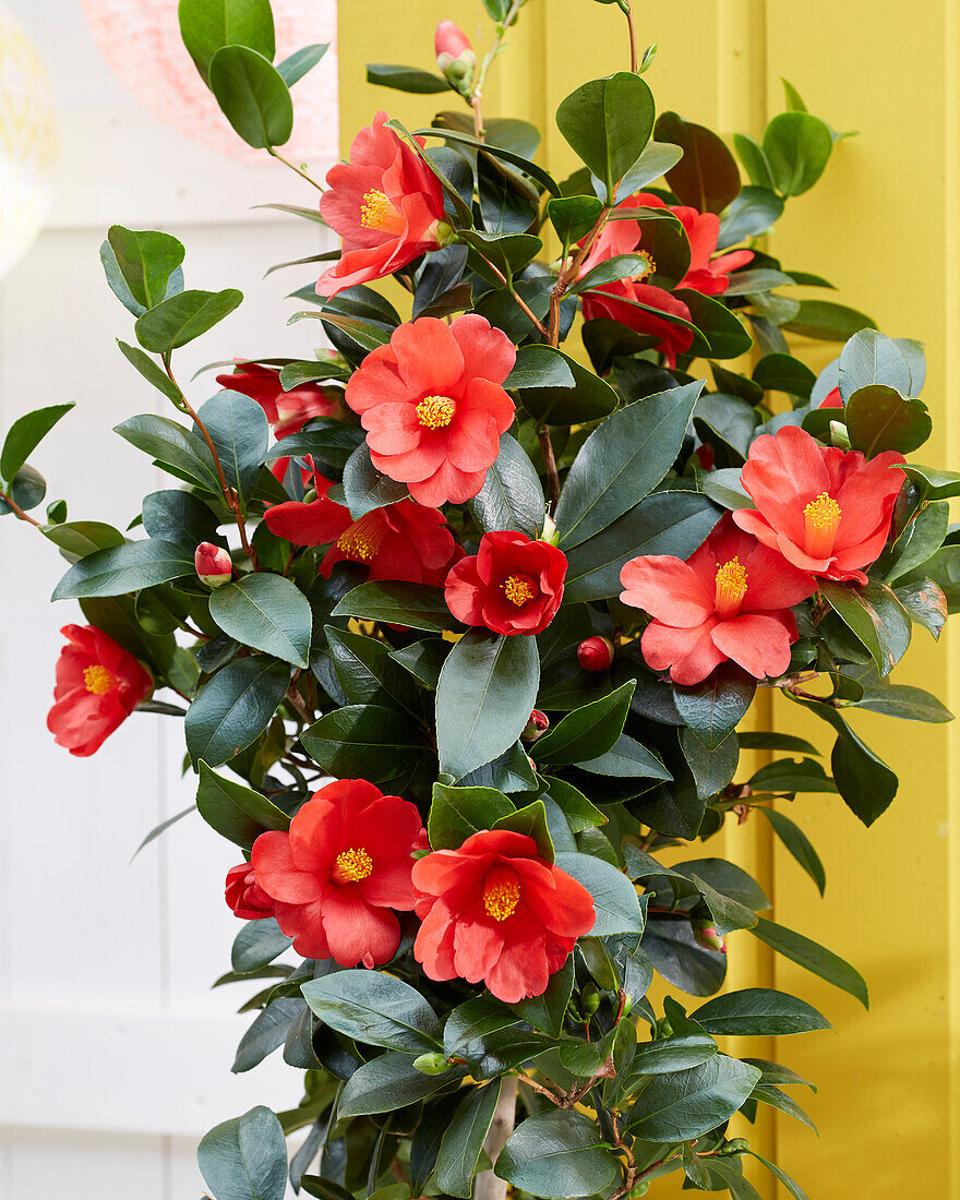 Camellia 1001 Summer Nights Jasmine