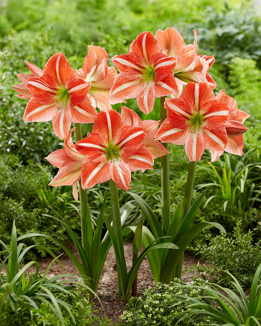 Ritterstern (Hippeastrum) 'Central Park'