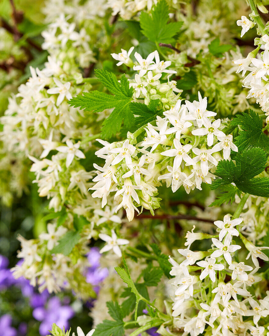 Ribes sanguineum Oregon Snowflake