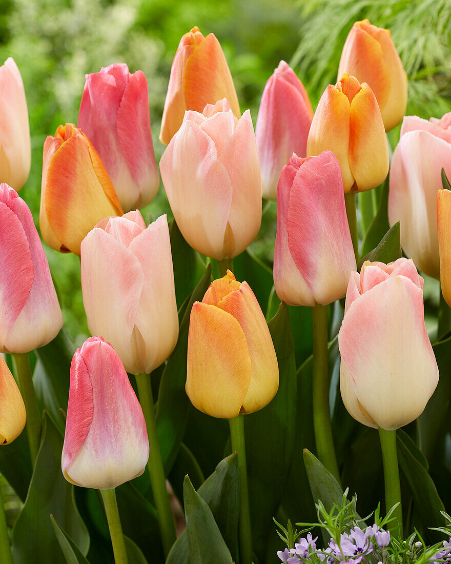 Tulipa mix