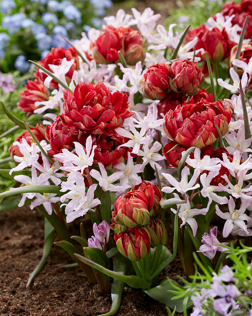 Tulipa Samantha, Chionodoxa Rosea