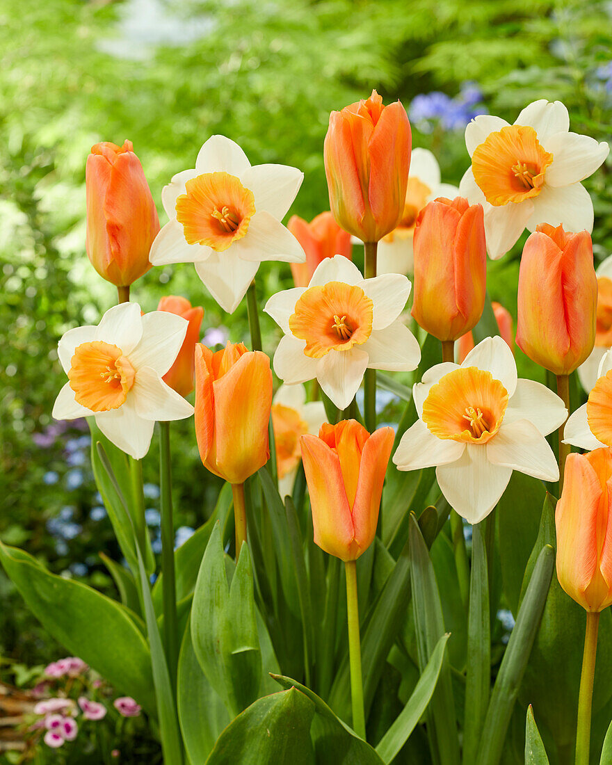 Narzisse (Narcissus) 'Chromacolor' und Tulpe Tulipa) 'Orange Emperor'