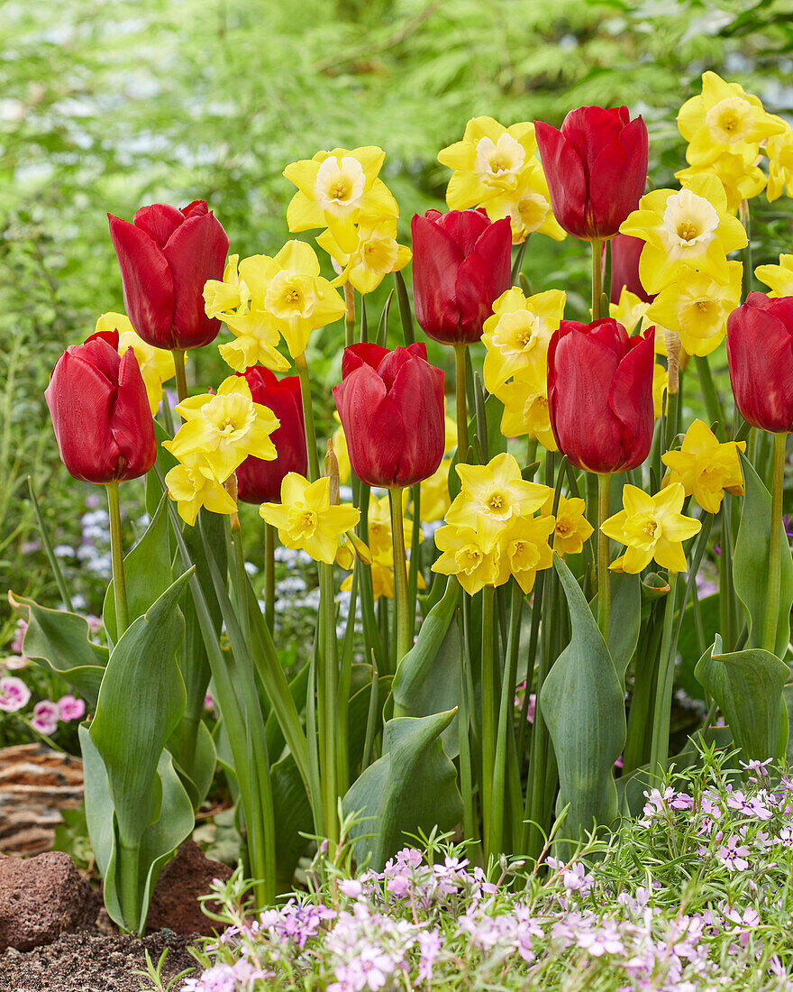 Tulipa Pallada, Narcissus Pipit