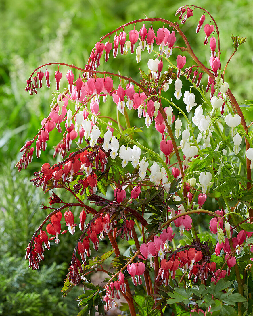 Dicentra mix