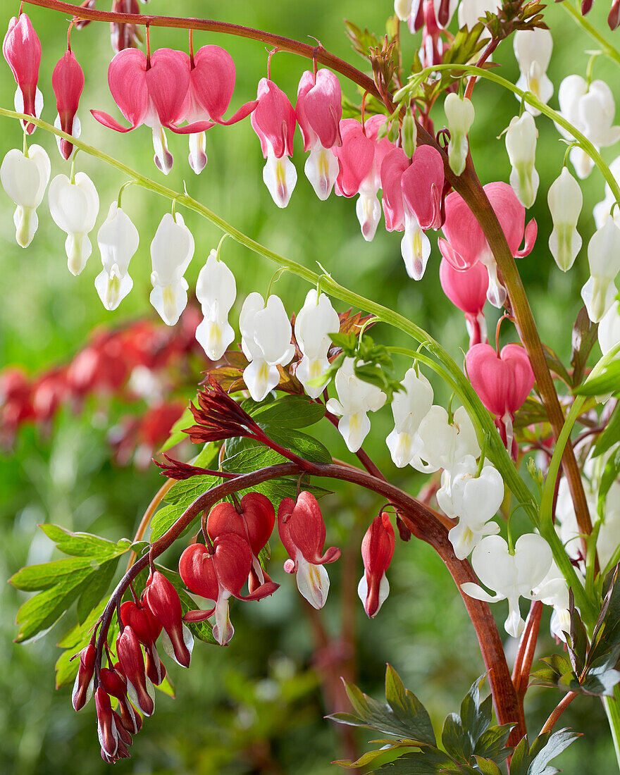 Herzblume (Dicentra) Mischung