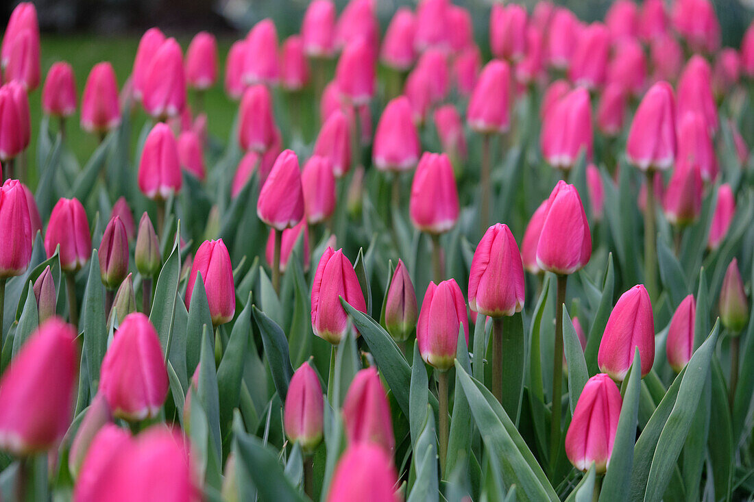 Tulipa Rosy Delight