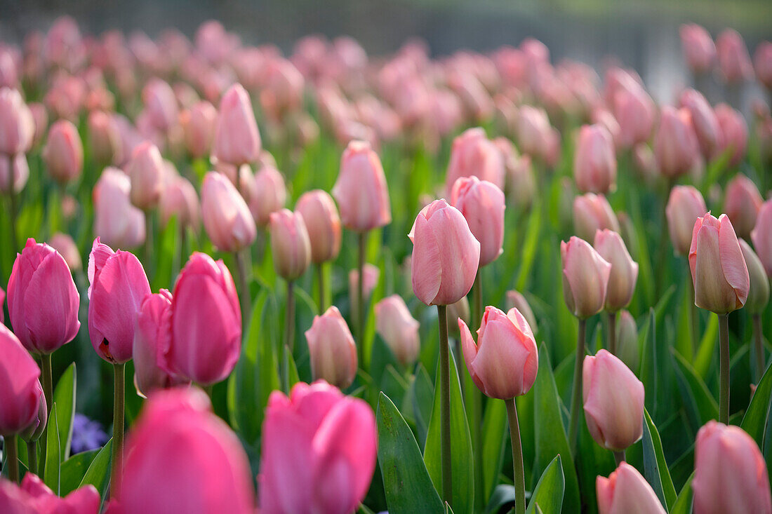 Tulpe (Tulipa) 'Mystic van Eijk', 'Lady van Eijk'