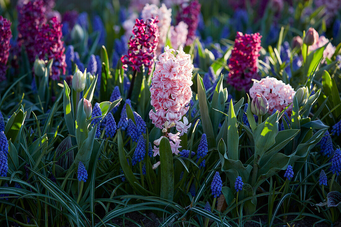 Hyacinthus Woodstock and Fondant, Muscari armeniacum