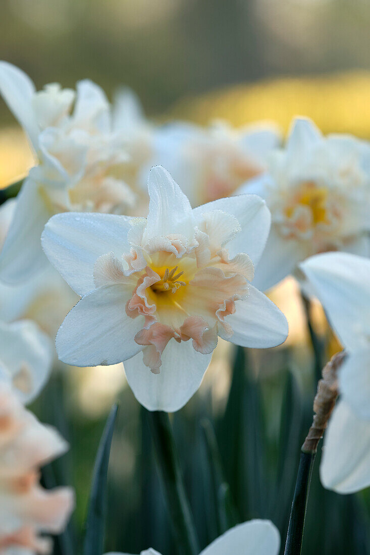 Narcissus Palmares