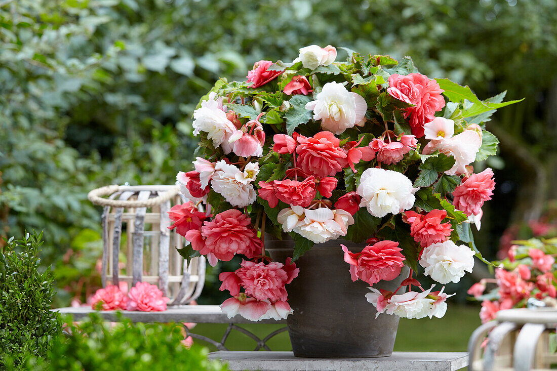 Begonia odorata Pink Delight, Angelique