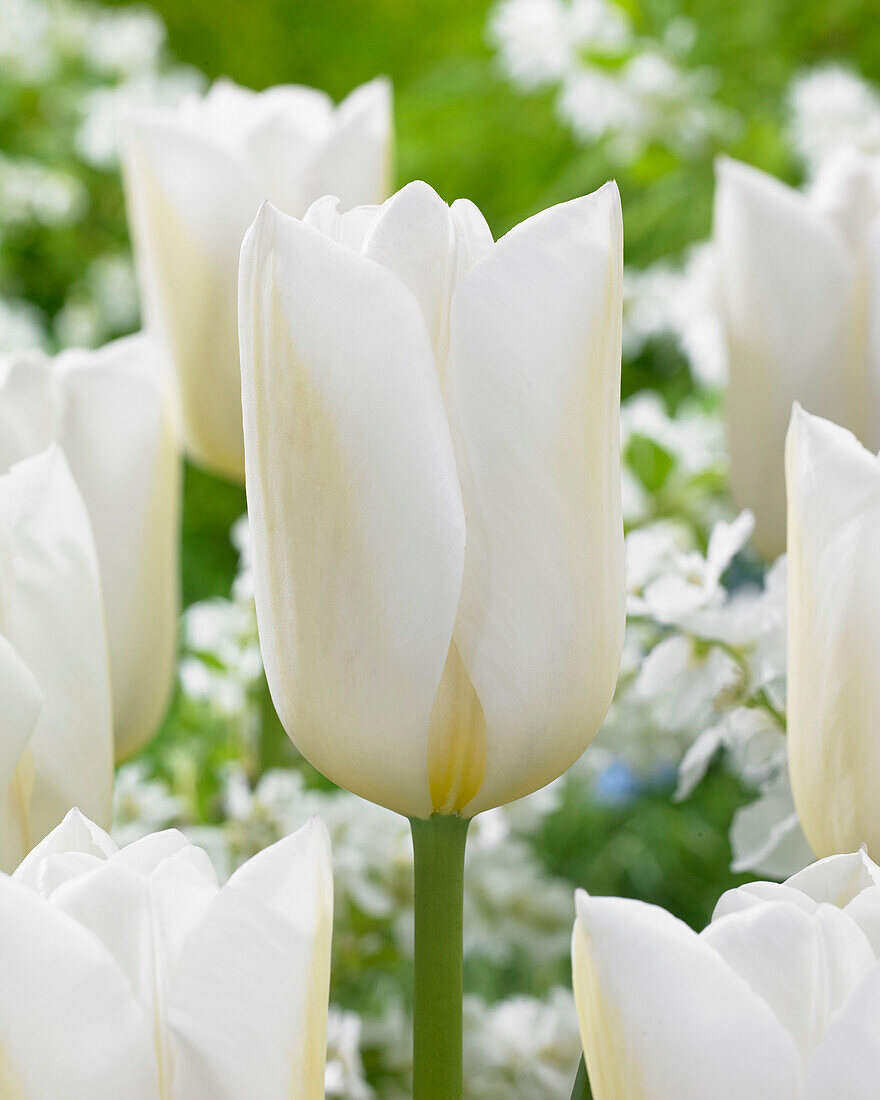 Tulipa Wedding Dress