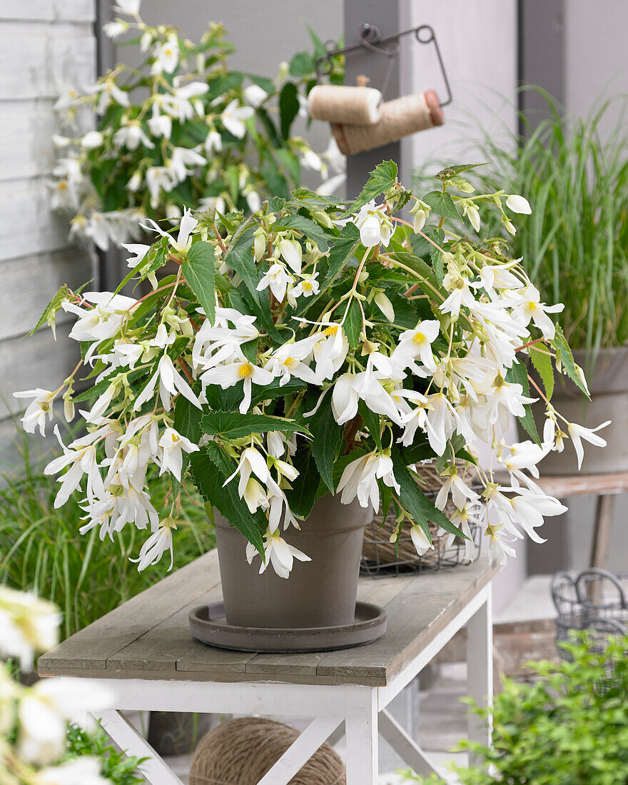 Begonia Boliviensis Santa Barbara