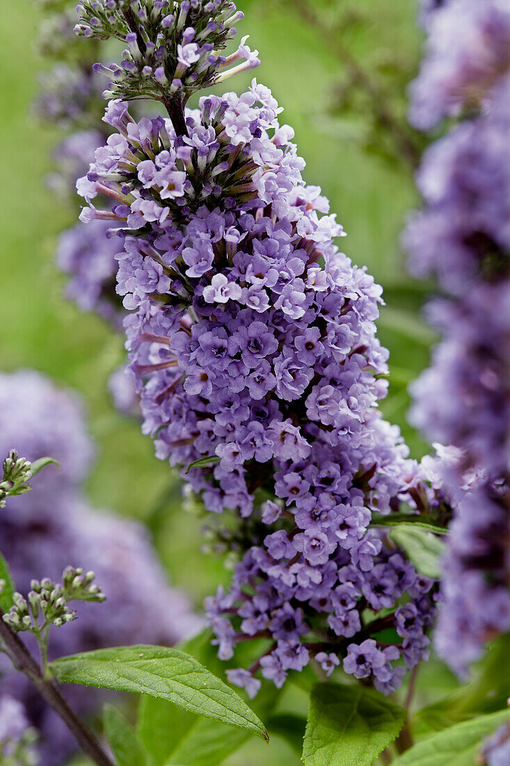 Sommerflieder (Buddleja) 'High Five Lila'