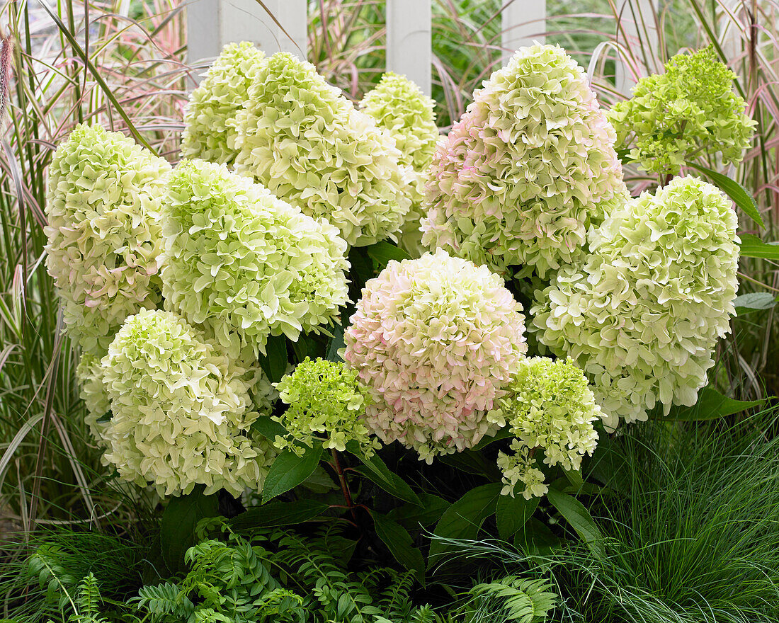 Hydrangea paniculata Little Fresco