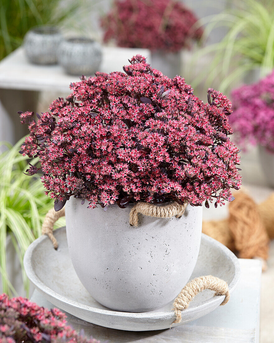 Fetthenne (Sedum) Sun Sparkler® 'Plum Dazzled'