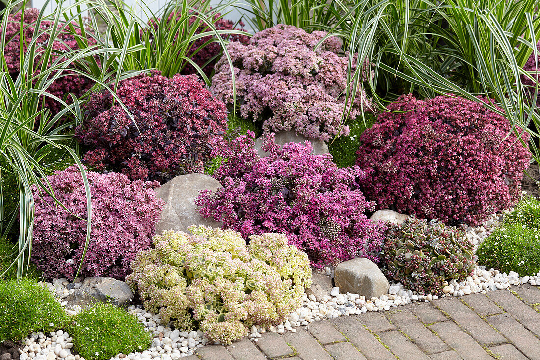 Sedum SunSparkler collection