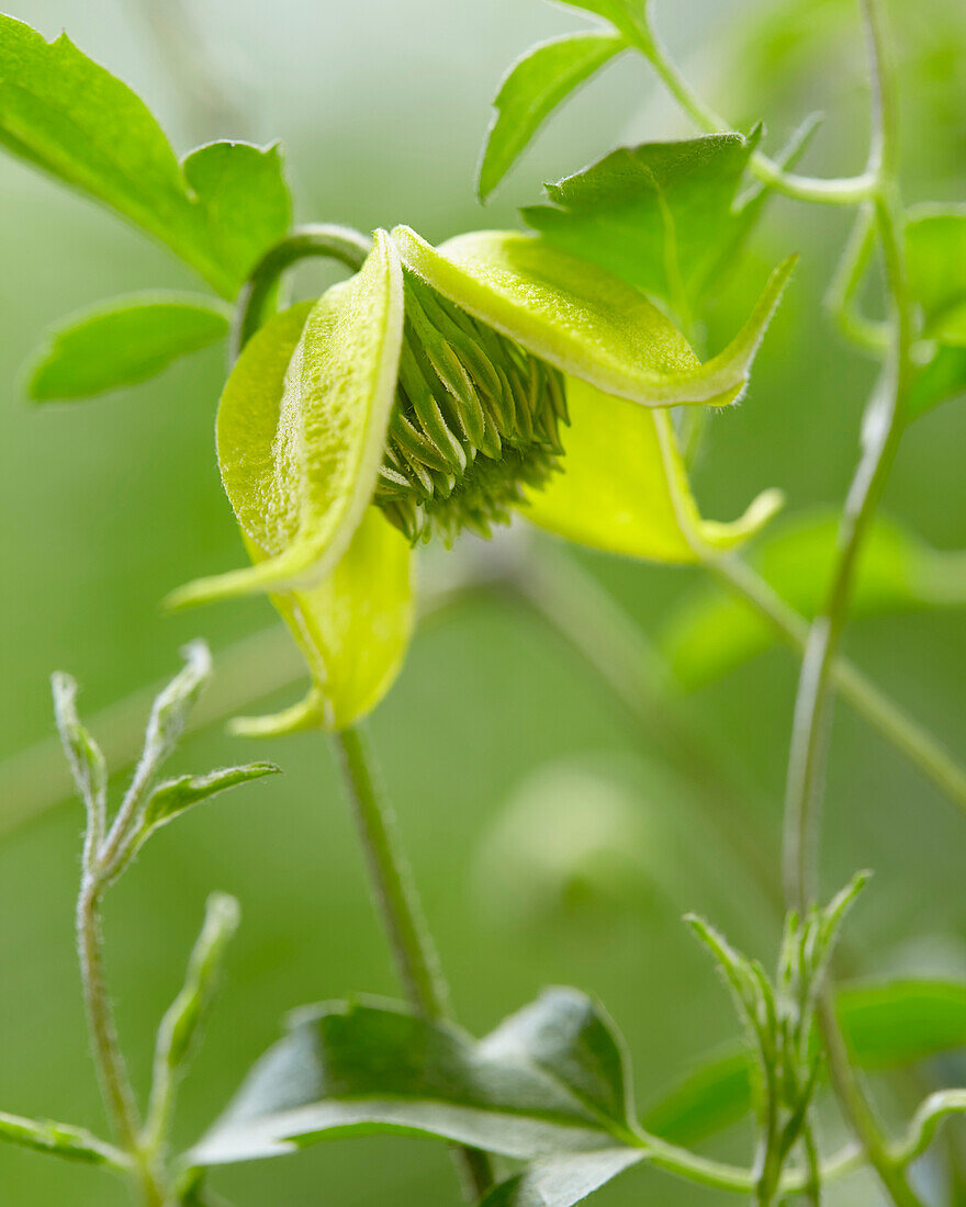 Clematis Little Lemons