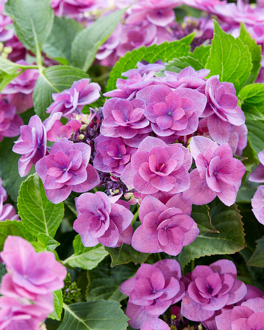 Hydrangea macrophylla Flame