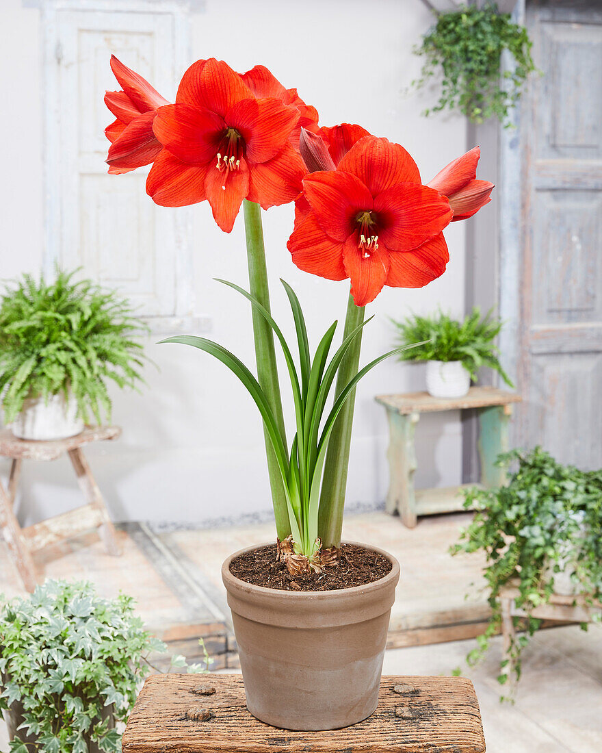 Hippeastrum Orange Dream