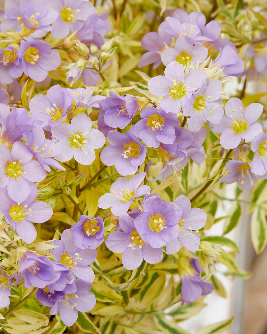 Polemonium Golden Feathers