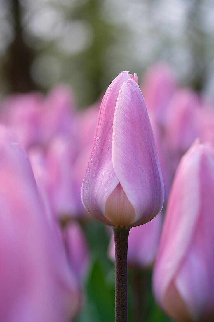 Tulipa Light and Dreamy