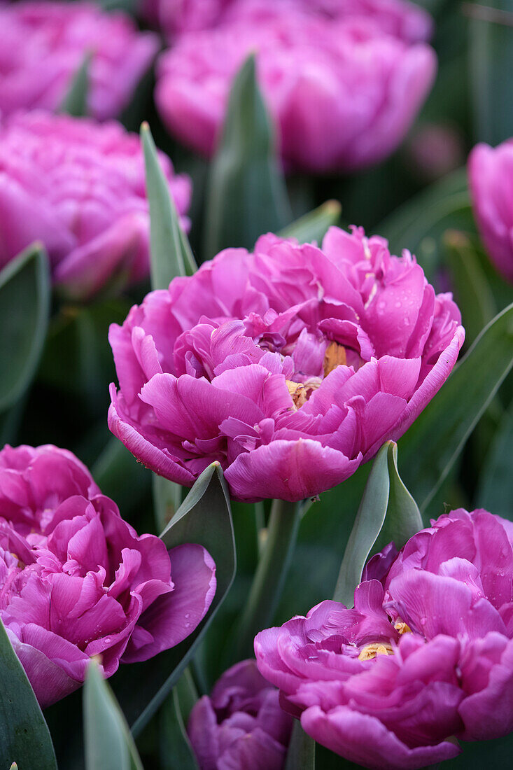 Tulipa Double Flag