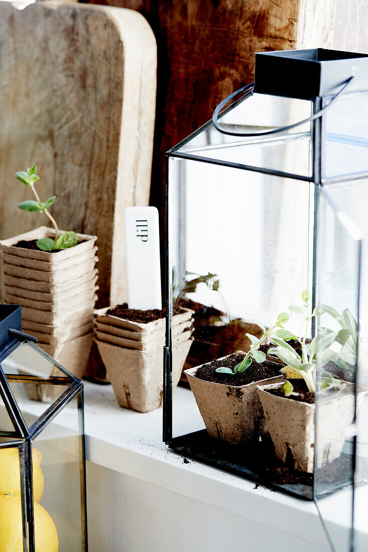 Seedlings growing in biodegradable pots