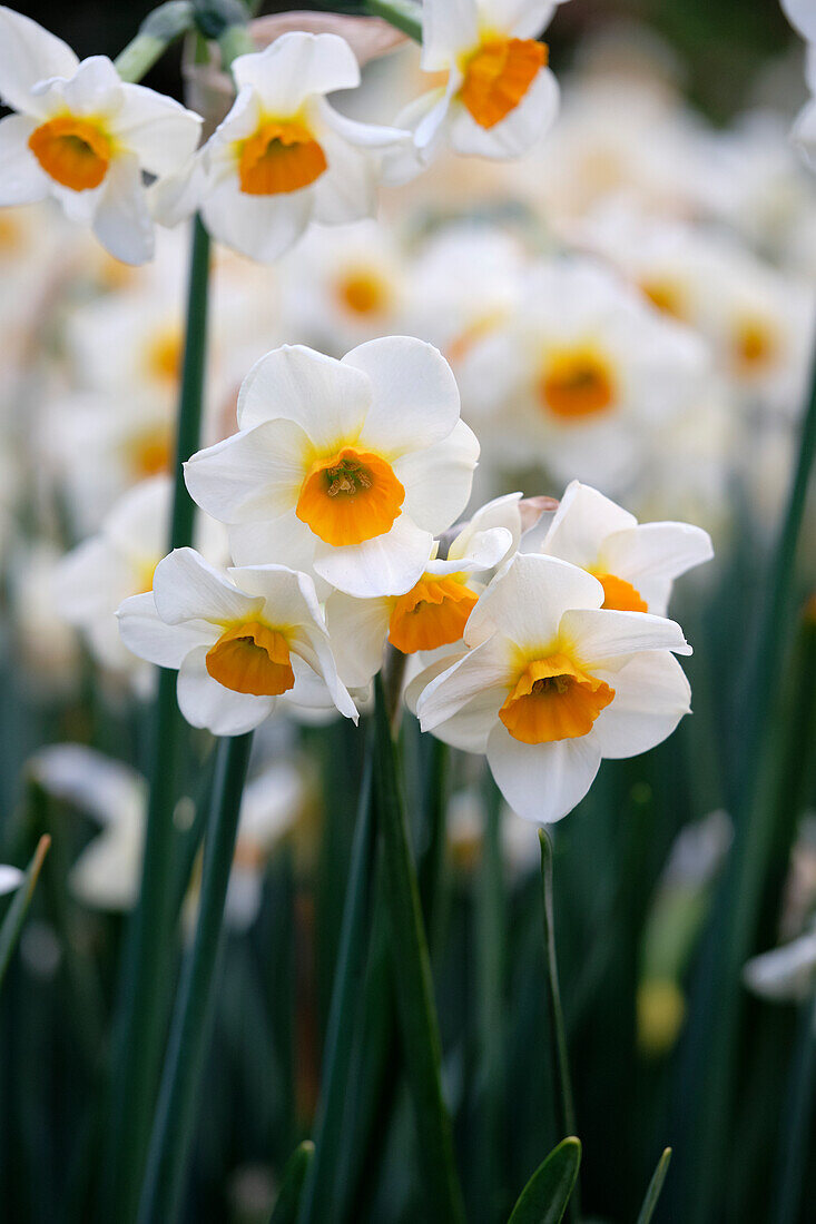 Narcissus Beautifull Eyes